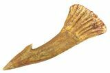 Fossil Sawfish (Onchopristis) Rostral Barb - Morocco #260943-1